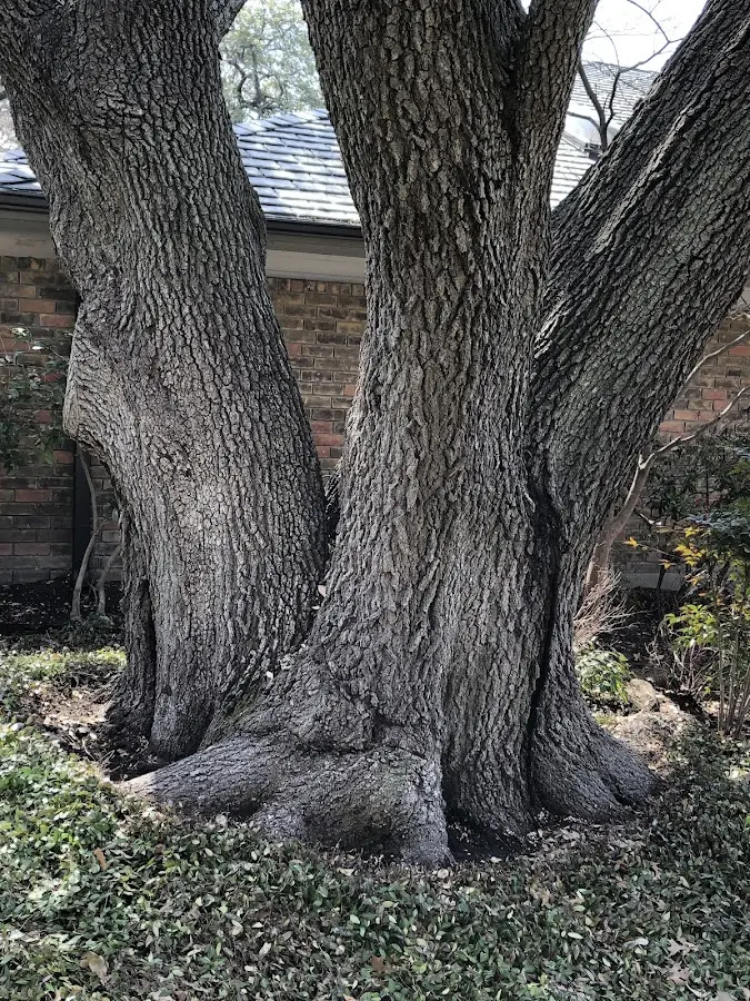 Mature heritage tree close to a New Plymouth property cared for by certified arborists